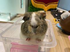 -雨林宠物医院 非犬猫异宠专科