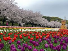 -苏州上方山国家森林公园