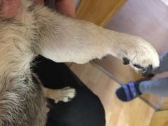 -瑞派天宁宠物医院·猫科·异宠中心
