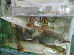 -煲来饱去冷水鱼