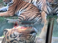 -栾川竹海野生动物园