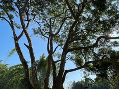 -广州白江湖森林公园