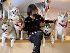 -Husky Go! 哈士奇体验馆·宠物咖啡厅狗咖
