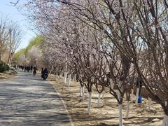 -桃花堤公园