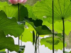 -陈家山荷花公园