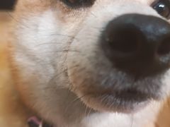 -是阿柴呀！柴犬咖啡·爱喵喵猫咖