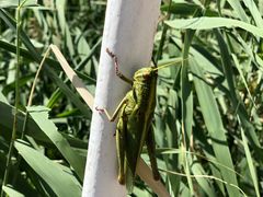 -碓臼峪自然风景区