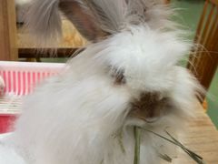 -藦茜花园宠物主题亲子互动体验馆(国顺东路店)