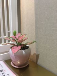 点击看大图 -盘子女人坊古装写真摄影(厦门总店)