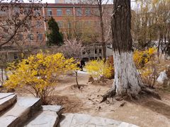 -桃花堤公园