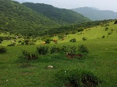 -大姆山草场