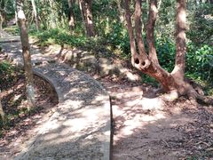 -上海佘山国家森林公园天马山园