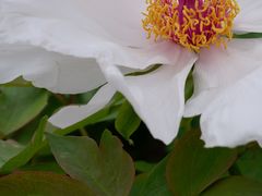 -陕西省西安植物园