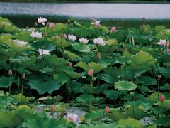 -长田漾湿地公园