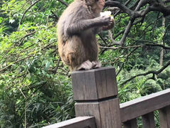-贵州森林野生动物园
