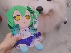 -星多哈·狗咖·拼豆·咖啡