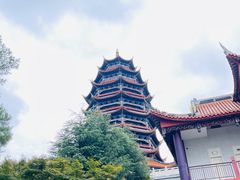 -铁山坪森林公园