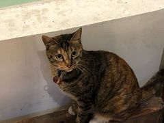 -猫的天空之城概念书店(杭州南宋御街店)