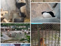 -深圳野生动物园