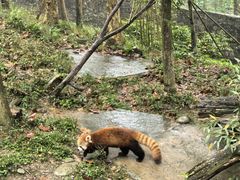 -都江堰中华大熊猫苑