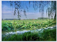 -池杉湖湿地公园