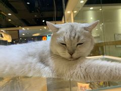 -藏猫猫咖啡主题馆(中央大道店)