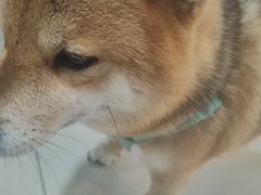 -科道动物医院·急重症中心(万达院)