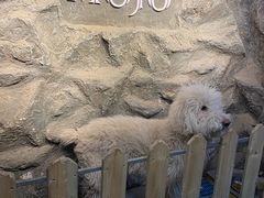 -MOJO密室逃脱(中街旗舰店)