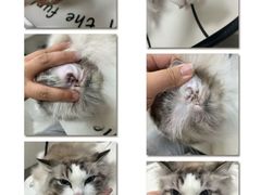 -悠尼宠物·独立低压伊珊娜洗护·美容·寄养(兰谷路店)