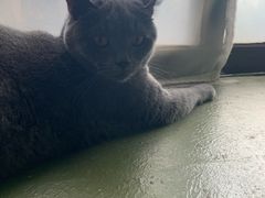 -猫猫幼稚园·撸猫·桌游·电玩