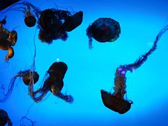 -太平洋海底世界