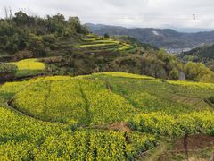 -桑洲油菜花景区