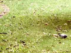 -北海道厅旧本厅舍(旧本庁舎)