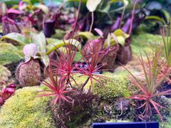 -中国科学院西双版纳热带植物园