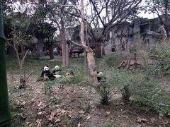 -成都大熊猫繁育研究基地