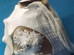 -青岛贝壳博物馆