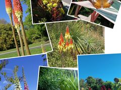 -墨尔本皇家植物园