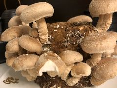 活体香菇-煲王粤菜餐厅(中侨中心店)