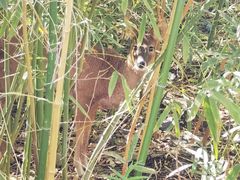 -北京麋鹿生态实验中心