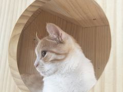 -猫和宫(六道口店)