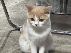 -浣熊柯尔鸭土拨鼠·电玩咖