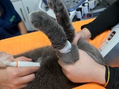 -瑞派宠物医院·犬猫全科·猫友好(宾水西道店)