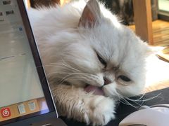 -猫的茶·猫咖