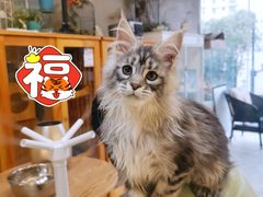 -十年猫舍·猫咪专门店(普陀店)