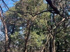 -阳台山自然风景区