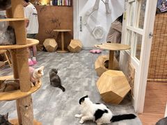 -楼上猫咖(罗湖店)