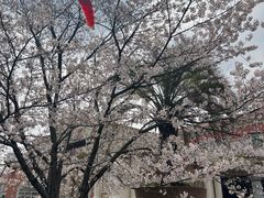 -平湖九龙山旅游度假区