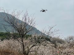 -广州市流溪河国家森林公园