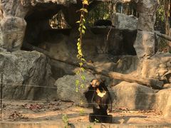 -清迈夜间动物园