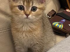 -糯米喵星人总部直营旗舰店·猫舍·幼猫出售